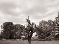 Baum in der Wiese  Fuji GS645S professional WIDE60, Fuji Acros 100II@64  - 29.05.2021 -