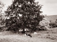 Kuh und Kalb  Fuji GS645S professional WIDE60, Fuji Acros 100II@64  - 29.05.2021 -