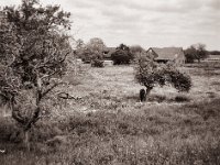 Das Pferd unterm Baum  Fuji GS645S professional WIDE60, Fuji Acros 100II@64  - 29.05.2021 -