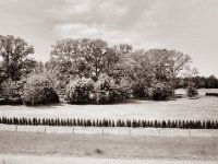 Thujenzaun  Fuji GS645S professional WIDE60, Fuji Acros 100II@64  - 29.05.2021 -