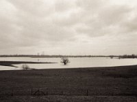Baum im Wasser  Fuji GS645S professional WIDE60, Bergger Pancro400  - 30.01.2021 -