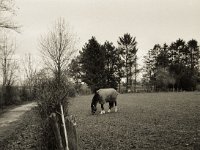 Pferd mit Regenmantel  Fuji GS645S professional WIDE60, Bergger Pancro400  - 30.01.2021 -
