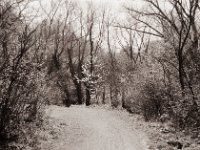 Frühlingsweg  Fuji GW 690 III, Rollei RPX 100@64  - 31.03.2021 -