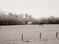 Brauner und Schimmel  Fuji GW 690 III, Rollei RPX 100@64 - 31.03.2021 -