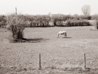 Der Schimmel hinterm Deich  Fuji GW 690 III, Rollei RPX 100@64 - 31.03.2021 -