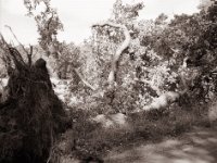So stark und doch gefallen  Fuji GS645S professional WIDE60,  Fuji Acros 100II  - 01.07.2022 -