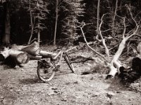 Stop im Wald  Fuji GS645S professional WIDE60,  Fuji Acros 100II  - 01.07.2022 -