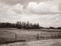 Weiden und Weiden  Fuji GS645S professional WIDE60,  Fuji Acros 100II  - 01.07.2022 -