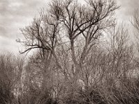 Das Rad und die Tauben im Baum  Fuji GS645S professional WIDE60, Fuji Acros 100 II  - 02.01.2022 -