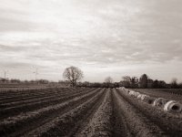 Warten auf die Spargelsaison  Fuji GS645S professional WIDE60, Fuji Acros 100 II  - 02.01.2022 -