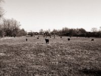 Die Heckrinder sind wieder da  Pentax 645N, SMC FA 2.8/45, Fuji Acros 100II  - 02.03.2022 -