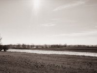 Wildgänse am alten Rheinarm bei Rees  Pentax 645N, SMC FA 2.8/45, Fuji Acros 100II  - 02.03.2022 -