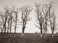 Meine liebste Baumgruppe hinterm Deich  Fuji GS645S professional WIDE60, Rollei RPX 100@64  - 02.05.2022 -