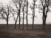Meine geliebte Baumgruppe steht noch  Fuji GW 690 III, Bergger Pancro400  - 04.12.2022 -