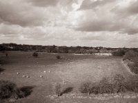 Schafe  Fuji GS645S professional WIDE60, Fuji Acros 100II@64  - 05.02.2022 -