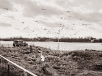 Schwäne füttern nicht leicht gemacht  Fuji GS645S professional WIDE60, Fuji Acros 100II@64  - 05.02.2022 -