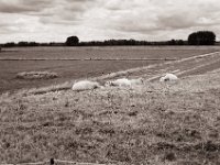 Schafsruhe  Pentax MZ-S, SMC FA  1.9/43 Limited, Gelbfilter, Adox CHS 100 II  - 06.07.2022 -