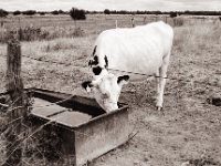 Schneeweiss  Pentax MZ-S, SMC FA  1.9/43 Limited, Gelbfilter, Adox CHS 100 II  - 06.07.2022 -