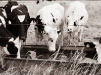Gemeinschaftstrunk  Pentax MZ-S, SMC FA  1.9/43 Limited, Gelbfilter, Adox CHS 100 II  - 06.07.2022 -
