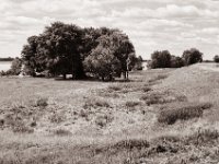 Der Storch in der Wiese  Pentax MZ-S, SMC FA  1.9/43 Limited, Gelbfilter, Adox CHS 100 II  - 06.07.2022 -