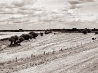 Gemähtes Land  Pentax MZ-S, SMC FA  1.9/43 Limited, Gelbfilter, Adox CHS 100 II  - 06.07.2022 -