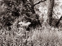 Wiesenbärenklau  Pentax MZ-S, SMC FA  1.9/43 Limited, Gelbfilter, Adox CHS 100 II  - 06.07.2022 -