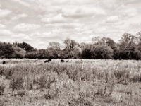 Heckrinder am Auenwald  Pentax MZ-S, SMC FA  1.9/43 Limited, Gelbfilter, Adox CHS 100 II  - 06.07.2022 -