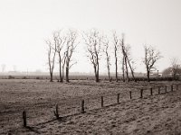 Meine liebste Baumgruppe  Fuji GS645S professional WIDE60, Fuji Acros 100II@64  - 05.03.2022 -