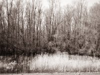 Kleiner See hinterm Rheindeich  Fuji GS645S professional WIDE60, Fuji Acros 100II@64  - 05.03.2022 -