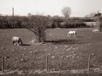 Brauner und Schimmel, vertraute Begegnung.  Fuji GS645S professional WIDE60, Fuji Acros 100II@64  - 05.03.2022 -