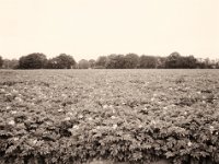 Kartoffelfeld auf dem Hügel  Fuji GS645S professional WIDE60, Rollei RPX 100  - 08.06.2022 -