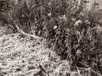 Tod am Feldrand  Fuji GS645S professional WIDE60, Rollei RPX 100  - 08.06.2022 -