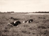 Ruheweide  Fuji GS645S professional WIDE60, Rollei RPX 100  - 08.06.2022 -