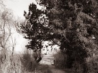Lieblingskiefer am Weg zum Rheindeich  Fuji GS645S professional WIDE60, Fuji Acros 100 II@64  - 12.02.2022 -