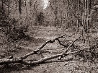 Zuviel Hindernisse auf dem Weg  Fuji GS645S professional WIDE60, Bergger Pancro400@200  - 13.04.2022 -