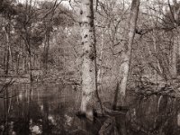 Waldtümpel  Fuji GS645S professional WIDE60, Bergger Pancro400@200  - 13.04.2022 -
