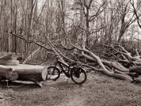 Rast bei den gefallenen Buchen  Fuji GS645S professional WIDE60, Bergger Pancro400@200  - 13.04.2022 -