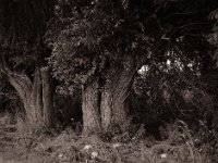 Alte Kopfweiden  Pentax 645N, SMC-FA 2.8/75, Gelbfilter, Bergger Pancro400@200  - 13.07.2022 -