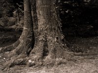 Alte Buche  Pentax 645N, SMC-FA 2.8/75, Gelbfilter, Bergger Pancro400@200 - 13.07.2022 -