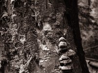 Zum Lebensende kommt der Pilz  Pentax 645N, SMC-FA 2.8/75, Gelbfilter, Bergger Pancro400@200 - 13.07.2022 -