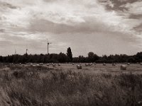Ernte  Pentax 645N, SMC-FA 2.8/75, Gelbfilter, Bergger Pancro400@200 - 13.07.2022 -