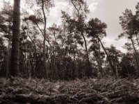 Farn auf der Lichtung  Pentax 645N, SMC FA 2.8/45, Bergger Pancro400@200  - 13.06.2022 -