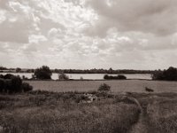 Rinder am Fluss  Pentax 645N, SMC FA 2.8/45, Bergger Pancro400@200  - 13.06.2022 -