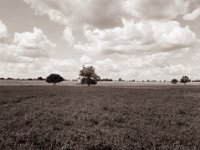 Am Deich, flaches Land mit Bäumen und Feldern  Pentax 645N, SMC FA 2.8/45, Bergger Pancro400@200  - 13.06.2022 -
