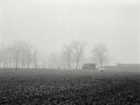 Nebelweide  Pentax 67II, SMC 2.4/105, Bergger Pancro400@640  - 14.01.2022 -