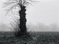 Verstümmelter Baum  Pentax 67II, SMC 2.4/105, Bergger Pancro400@640  - 14.01.2022 -