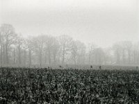 Winterfeld  Pentax 67II, SMC 2.4/105, Bergger Pancro400@640  - 14.01.2022 -