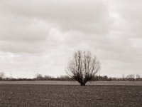 Kopfweide im Feld  Pentax 67II, SMC 2.4/105, Berggeer Pancro400@200  - 14.03.2022 _
