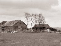 Sturmschäden  Pentax 67II, SMC 2.4/105, Bergger Pancro400@200  - 14.03.2022  -