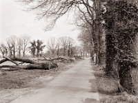 Was der Sturm nicht schafft, erledigt die Verwaltung.  Pentax 67II, SMC 2.4/105, Bergger Pancro400@200  - 14.03.2022  -